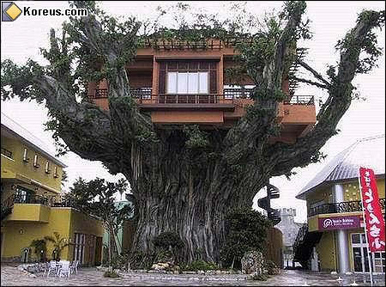 Ho sempre sognato di avere una casa su un albero