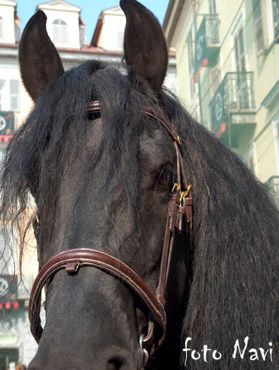 Macro Cavallo